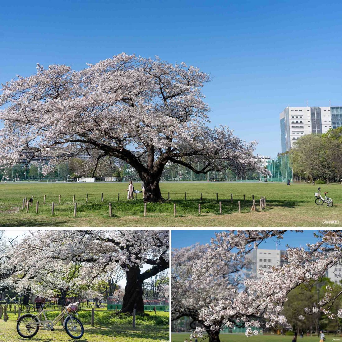 🎡 녹음 속 패밀리랜드(무사시노무라) 이미지 6